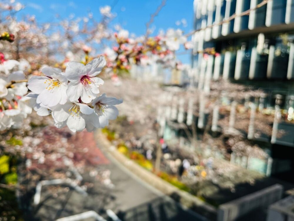 桜