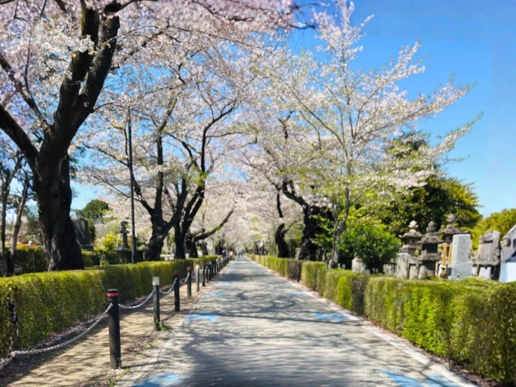 青山霊園の桜