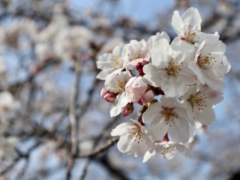 満開の桜