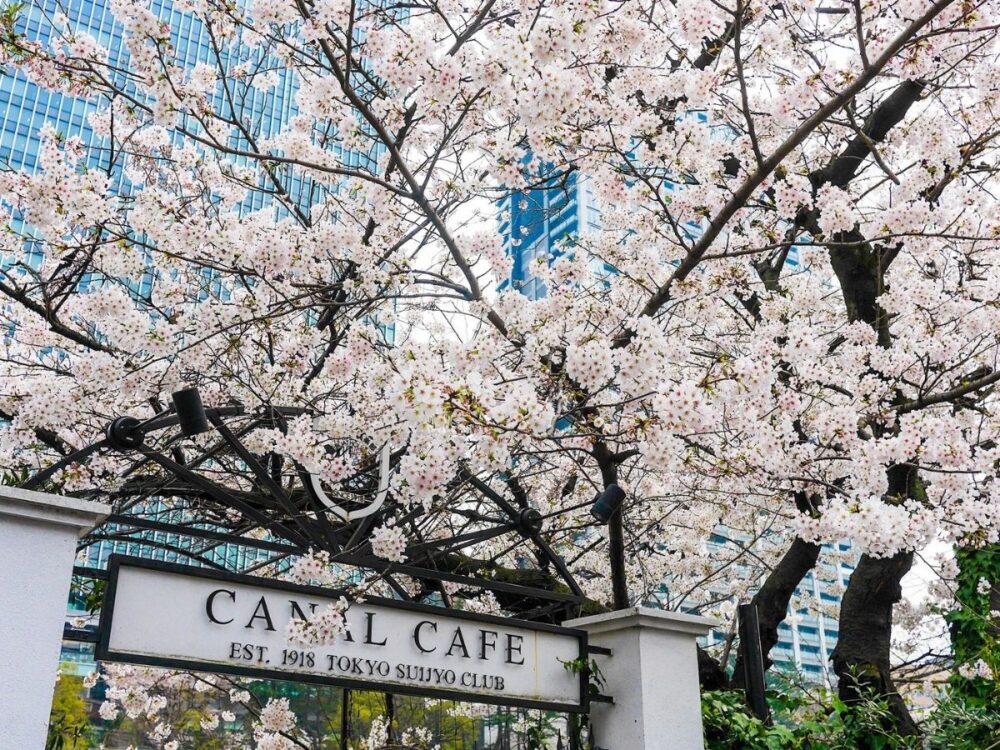 CANAL CAFEの桜