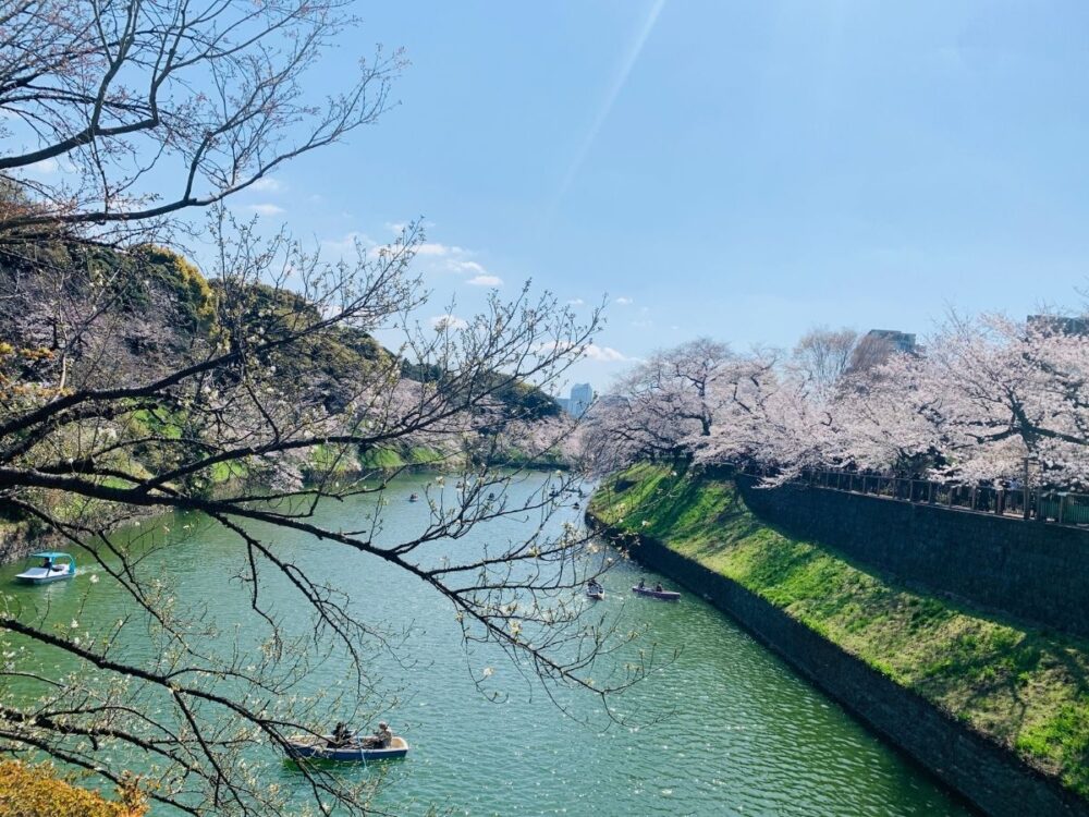 千鳥ヶ淵の桜
