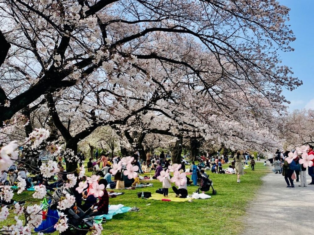 小石川植物園の桜