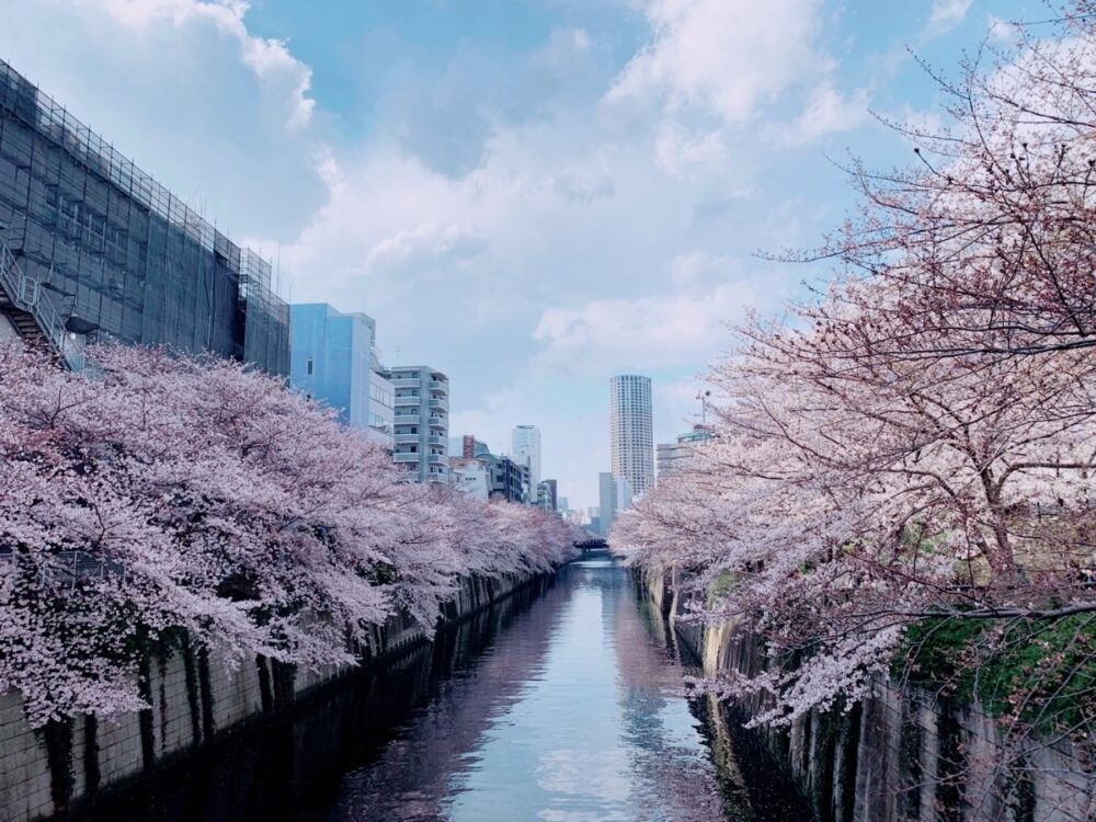 中目黒の桜