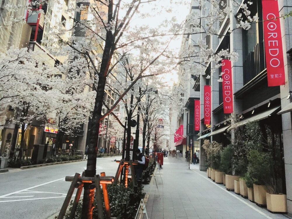日本橋の桜