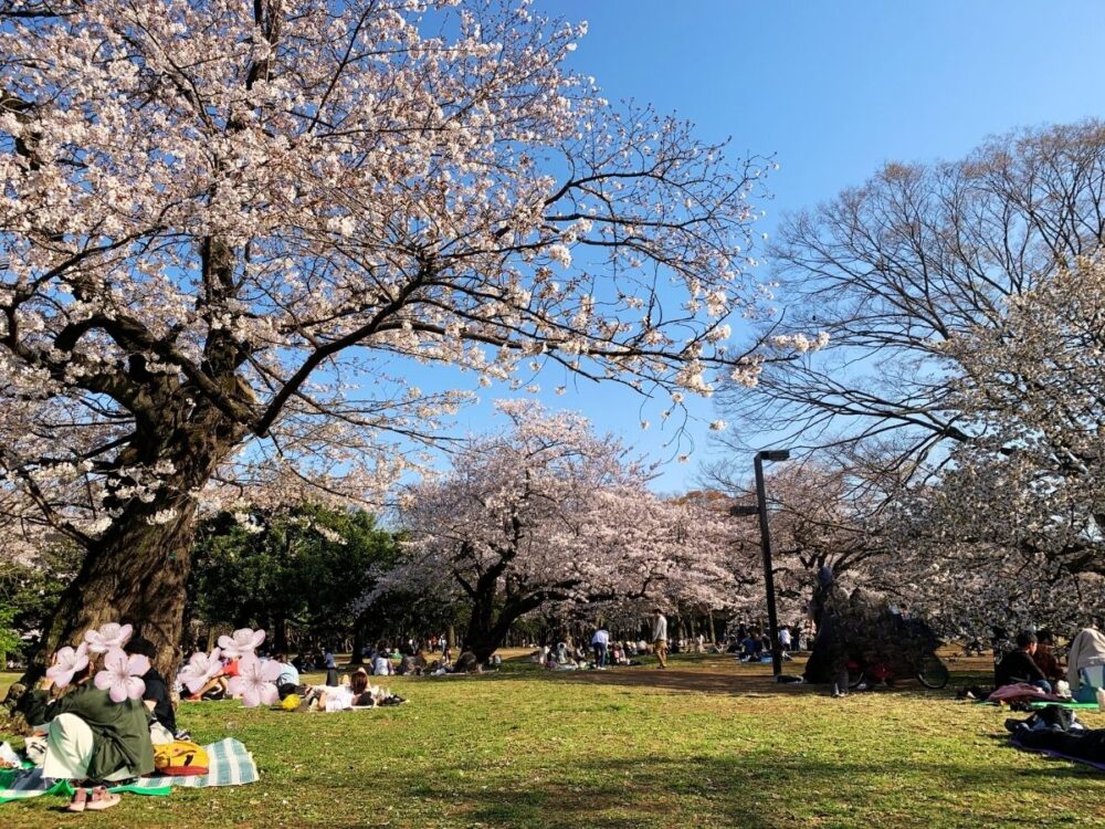 代々木公園の桜