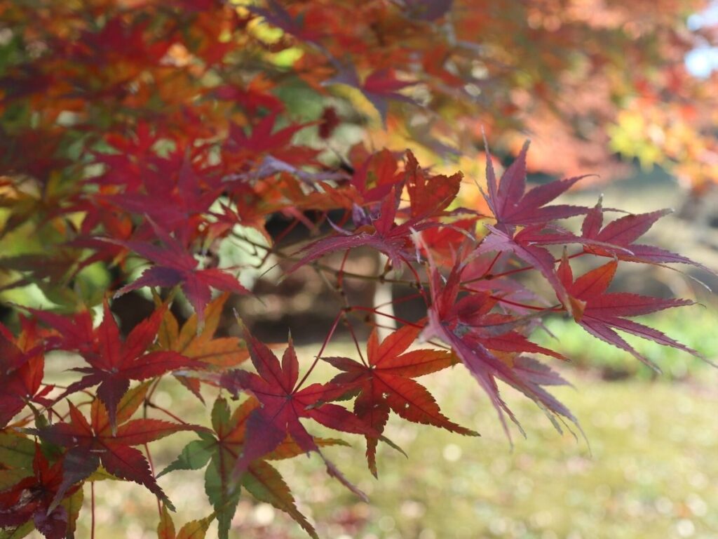 紅葉