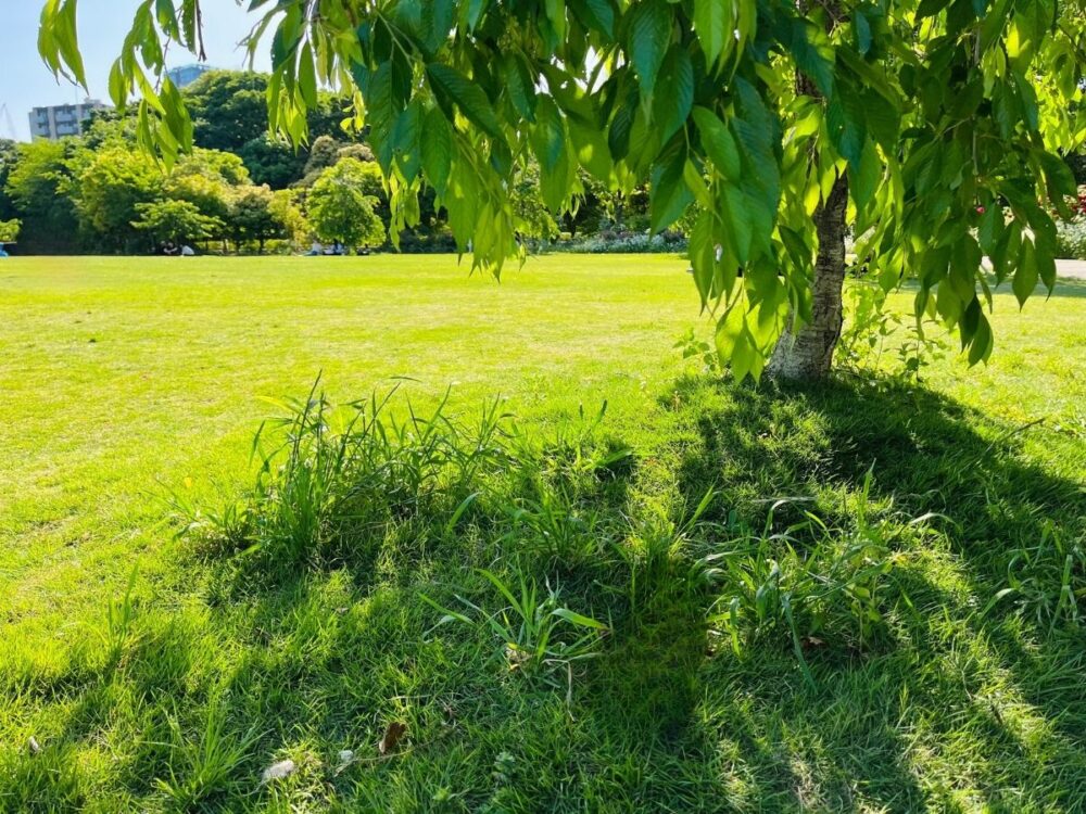 新緑の芝公園